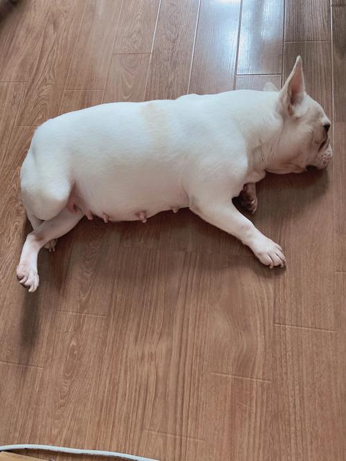  狗狗怀孕43天什么症状，狗狗怀孕40天的图片 初期