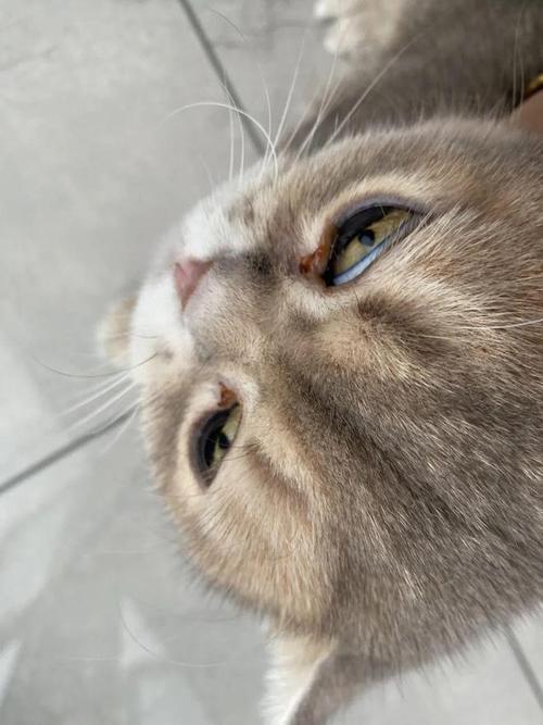 狗狗怀孕43天什么症状,狗狗怀孕40天的图片 初期-第4张图片-后鲨宠物 狗狗怀孕43天什么症状,狗狗怀孕40天的图片 初期-第4张图片-后鲨宠物