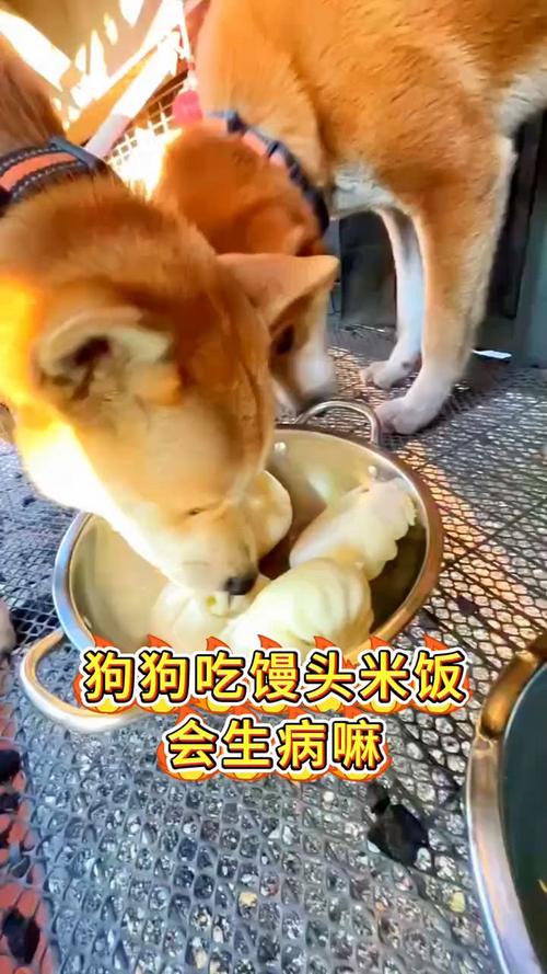 狗狗能吃米饭吗_狗狗吃米饭有什么好处