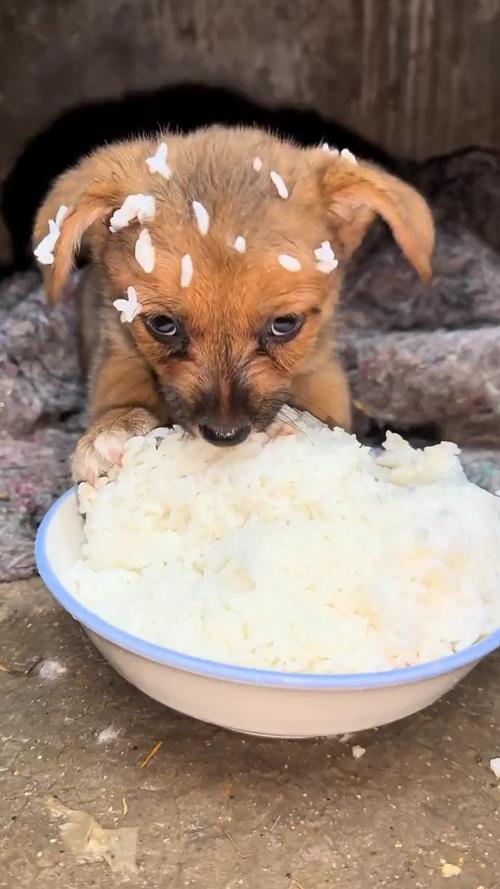 狗狗能吃米饭吗_狗狗吃米饭有什么好处-第5张图片-后鲨宠物 狗狗能吃米饭吗_狗狗吃米饭有什么好处-第5张图片-后鲨宠物