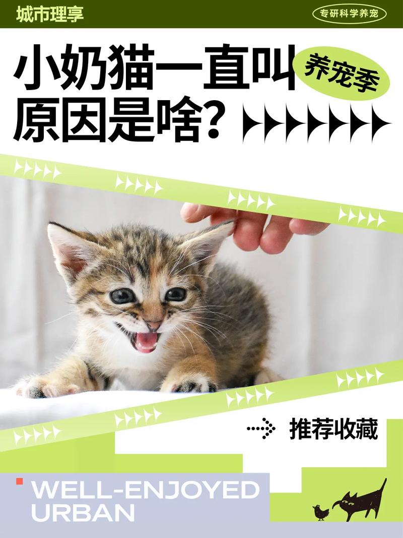 猫咪一直叫是怎么回事,猫咪一直叫是怎么回事儿-第5张图片-后鲨宠物 猫咪一直叫是怎么回事,猫咪一直叫是怎么回事儿-第5张图片-后鲨宠物