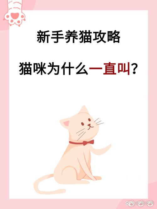 猫咪一直叫是怎么回事,猫咪一直叫是怎么回事儿-第6张图片-后鲨宠物 猫咪一直叫是怎么回事,猫咪一直叫是怎么回事儿-第6张图片-后鲨宠物