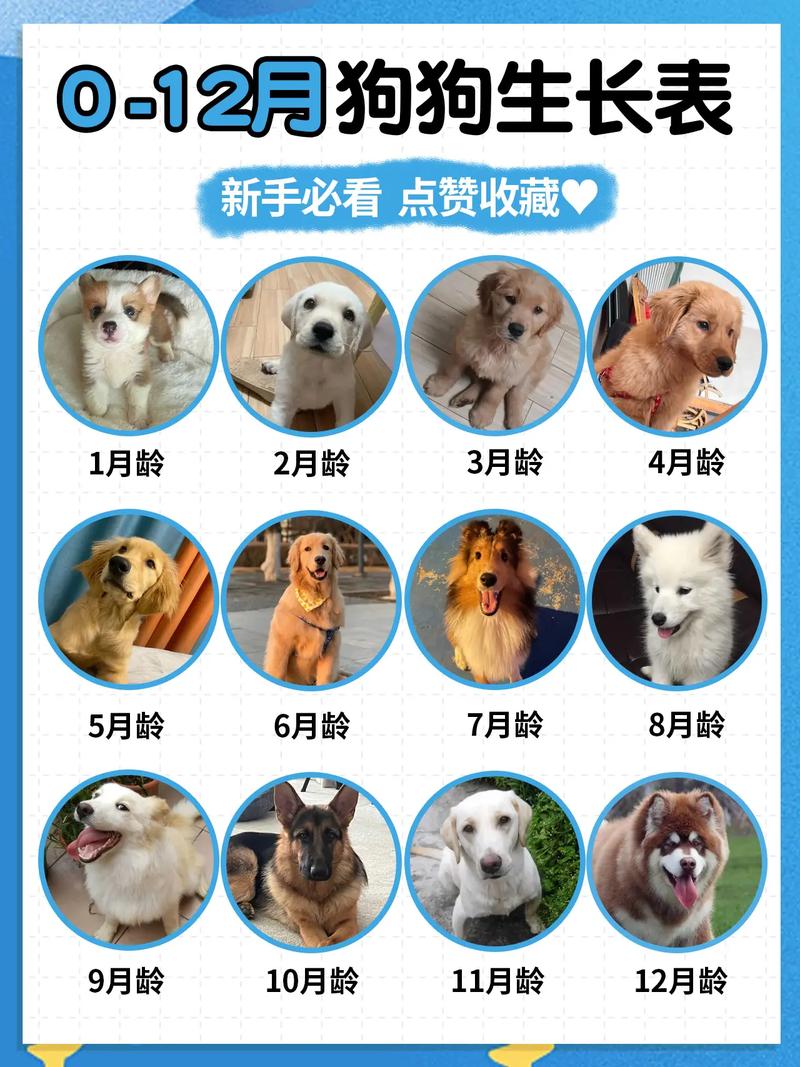 狗狗多大生宝宝_狗狗多大生宝宝最合适-第5张图片-后鲨宠物 狗狗多大生宝宝_狗狗多大生宝宝最合适-第5张图片-后鲨宠物