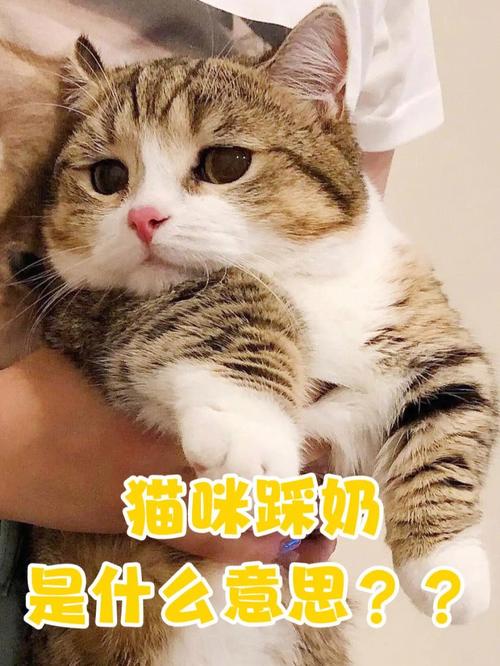 猫咪踩奶流口水,猫咪踩奶流口水正常吗?-第3张图片-后鲨宠物 猫咪踩奶流口水,猫咪踩奶流口水正常吗?-第3张图片-后鲨宠物