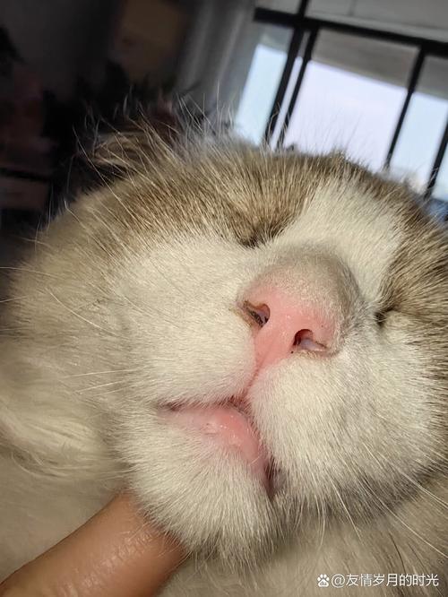 猫咪踩奶流口水,猫咪踩奶流口水正常吗?-第4张图片-后鲨宠物 猫咪踩奶流口水,猫咪踩奶流口水正常吗?-第4张图片-后鲨宠物