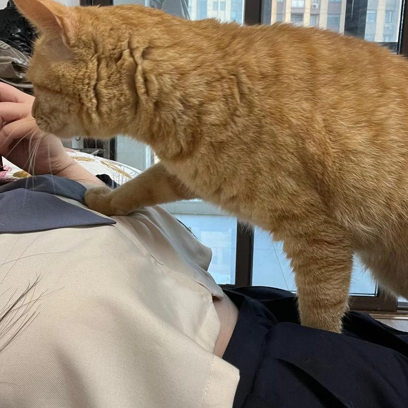 猫咪踩奶流口水,猫咪踩奶流口水正常吗?-第5张图片-后鲨宠物 猫咪踩奶流口水,猫咪踩奶流口水正常吗?-第5张图片-后鲨宠物