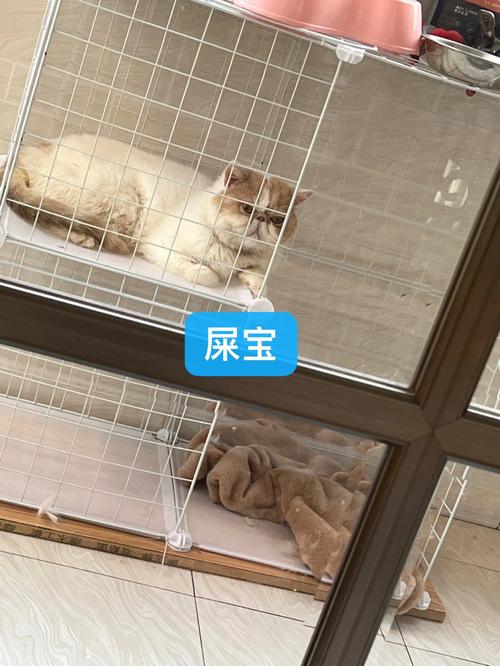 猫咪便秘能用开塞露吗,猫咪便秘能用开塞露吗?-第3张图片-后鲨宠物 猫咪便秘能用开塞露吗,猫咪便秘能用开塞露吗?-第3张图片-后鲨宠物