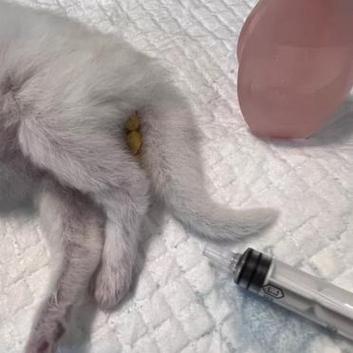 猫咪便秘能用开塞露吗,猫咪便秘能用开塞露吗?-第4张图片-后鲨宠物 猫咪便秘能用开塞露吗,猫咪便秘能用开塞露吗?-第4张图片-后鲨宠物