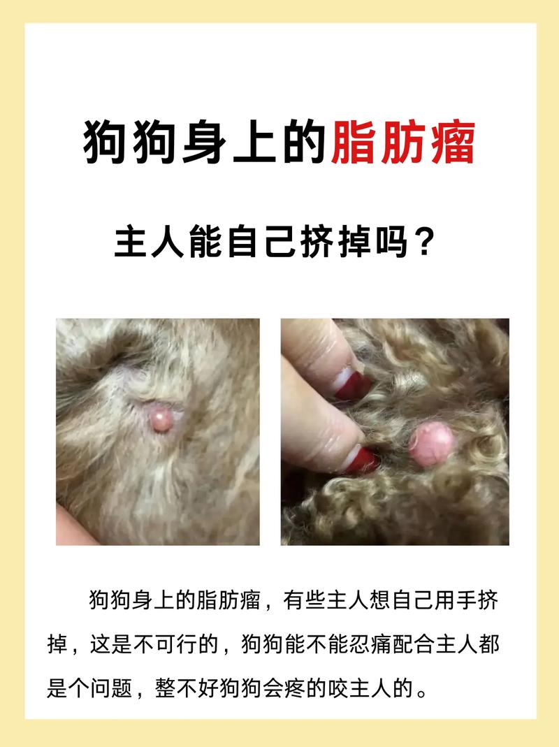 狗狗挠头是什么原因，狗狗挠头怎么回事？