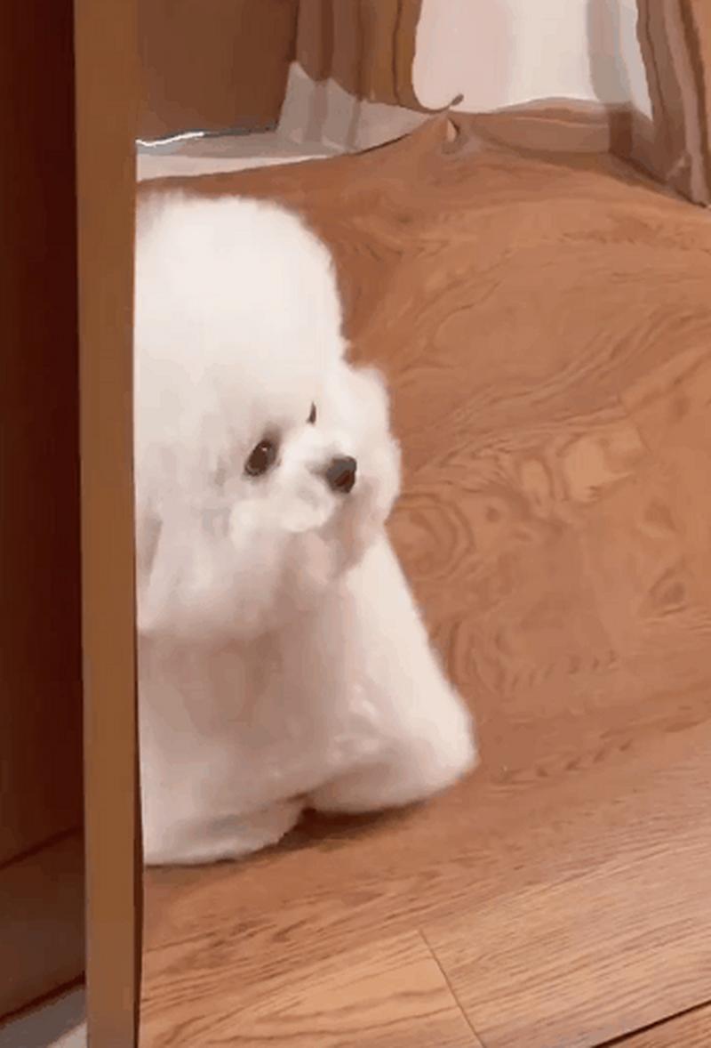 狗狗挠头是什么原因,狗狗挠头怎么回事?-第2张图片-后鲨宠物 狗狗挠头是什么原因,狗狗挠头怎么回事?-第2张图片-后鲨宠物