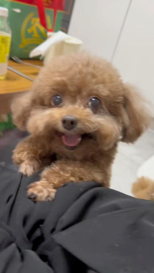 狗狗挠头是什么原因,狗狗挠头怎么回事?-第3张图片-后鲨宠物 狗狗挠头是什么原因,狗狗挠头怎么回事?-第3张图片-后鲨宠物