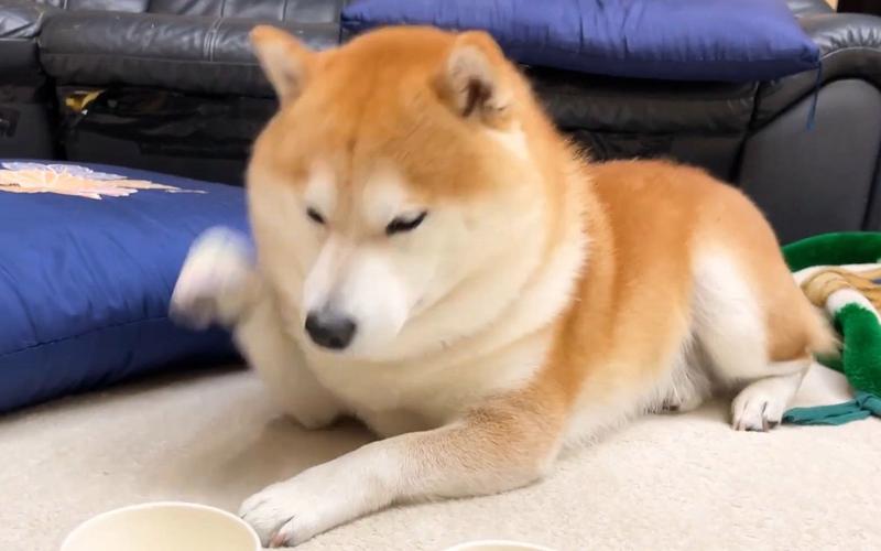 狗狗挠头是什么原因,狗狗挠头怎么回事?-第5张图片-后鲨宠物 狗狗挠头是什么原因,狗狗挠头怎么回事?-第5张图片-后鲨宠物