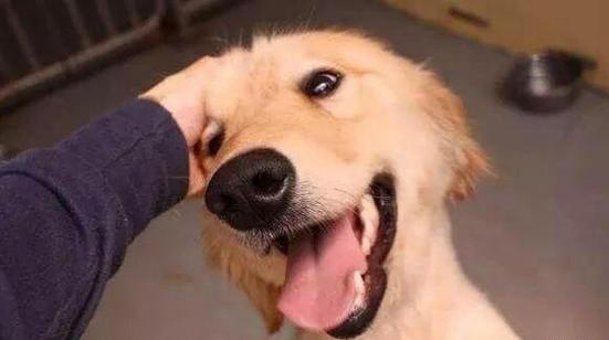 狗狗挠头是什么原因,狗狗挠头怎么回事?-第6张图片-后鲨宠物 狗狗挠头是什么原因,狗狗挠头怎么回事?-第6张图片-后鲨宠物