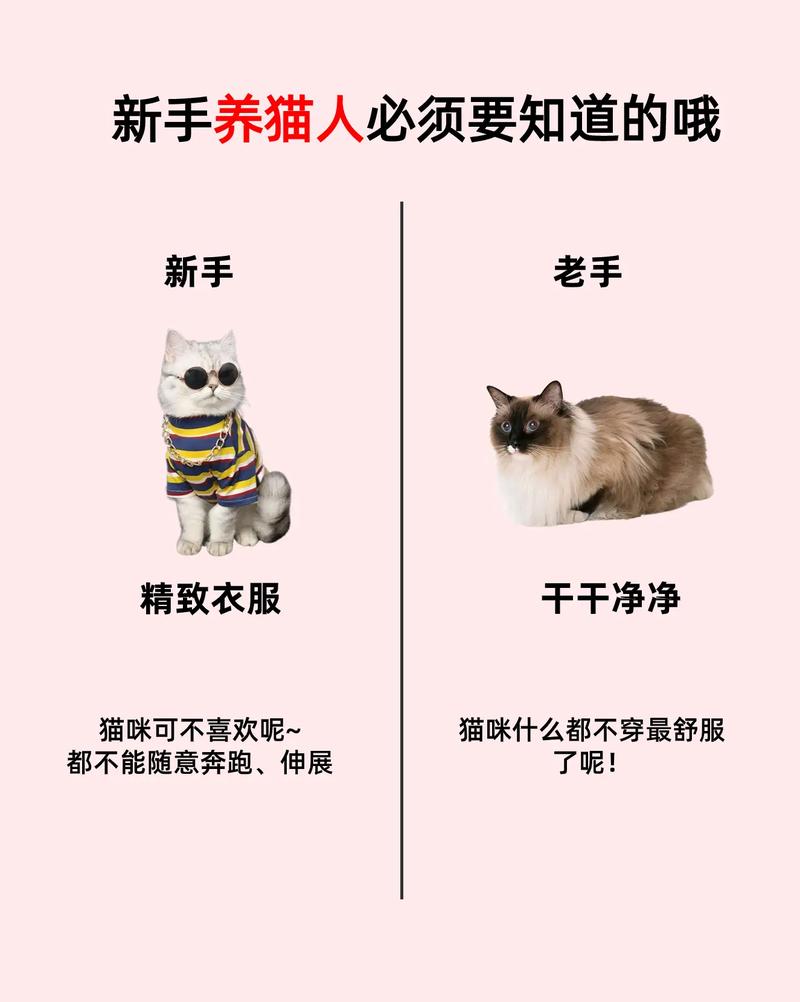 猫猫喜欢咬人怎么办,猫喜欢咬人是什么意思-第4张图片-后鲨宠物 猫猫喜欢咬人怎么办,猫喜欢咬人是什么意思-第4张图片-后鲨宠物