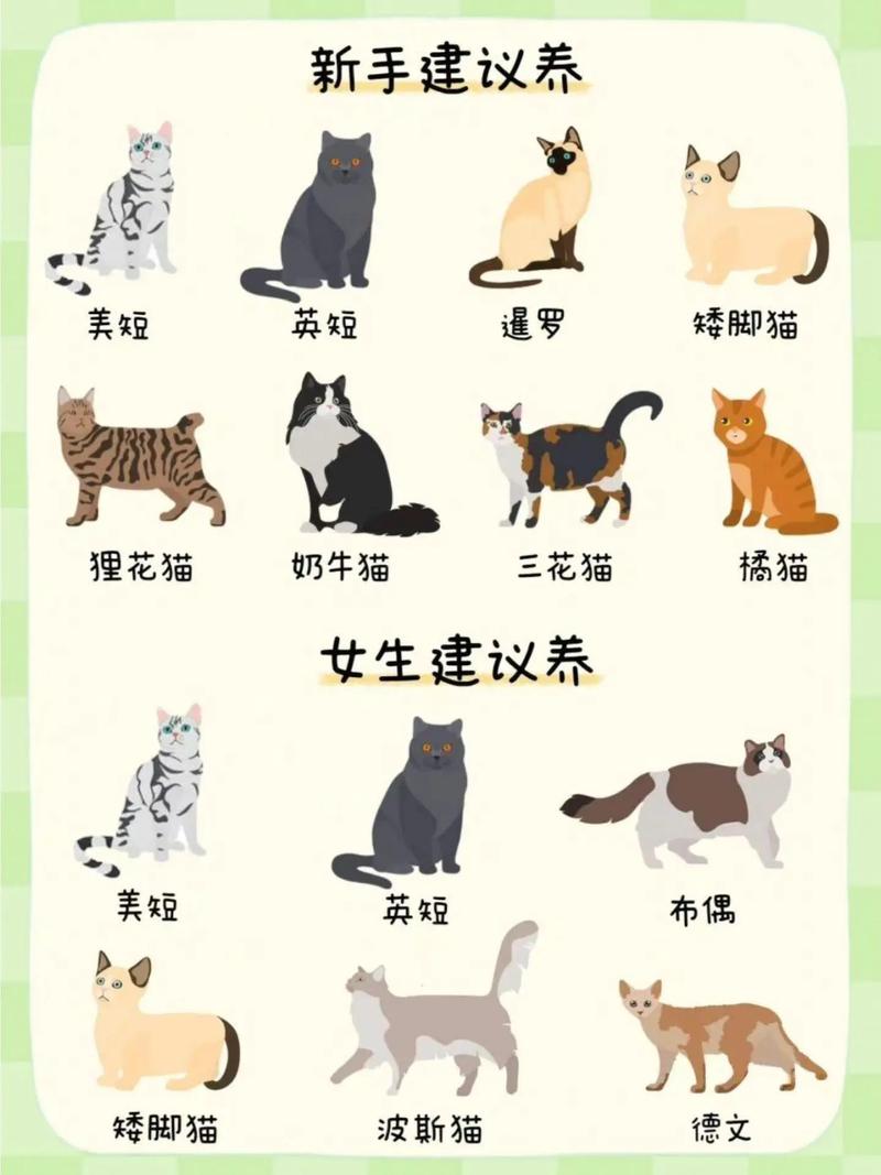 猫猫是什么意思,梦见很多小猫猫是什么意思?-第3张图片-后鲨宠物 猫猫是什么意思,梦见很多小猫猫是什么意思?-第3张图片-后鲨宠物