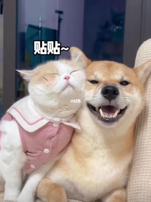 猫猫是什么意思,梦见很多小猫猫是什么意思?-第4张图片-后鲨宠物 猫猫是什么意思,梦见很多小猫猫是什么意思?-第4张图片-后鲨宠物