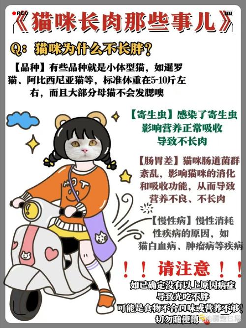 猫咪不长肉怎么回事,我家猫不长肉?-第2张图片-后鲨宠物 猫咪不长肉怎么回事,我家猫不长肉?-第2张图片-后鲨宠物