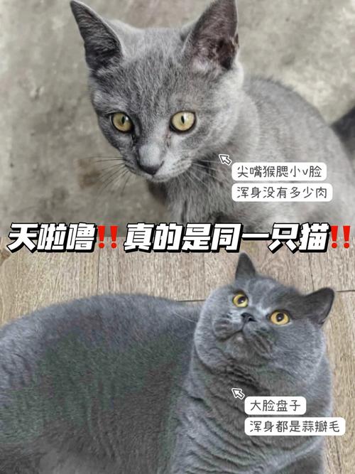 猫咪不长肉怎么回事,我家猫不长肉?-第3张图片-后鲨宠物 猫咪不长肉怎么回事,我家猫不长肉?-第3张图片-后鲨宠物