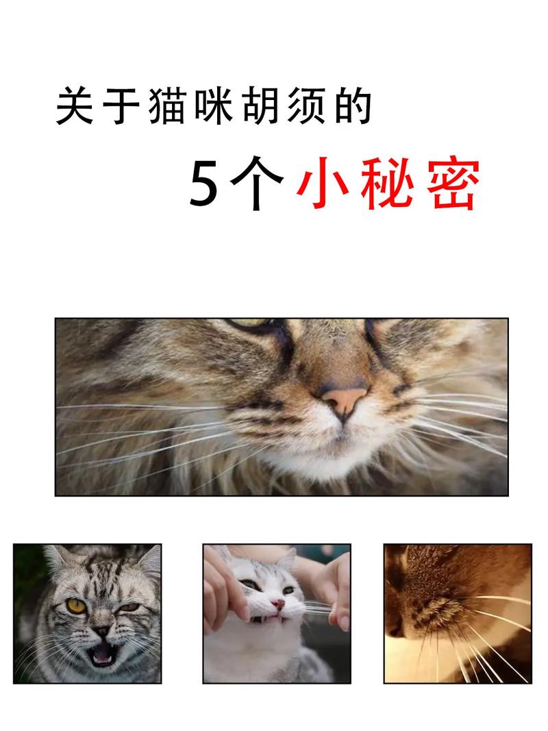 猫咪的胡须有什么作用_猫咪的胡须有什么用处