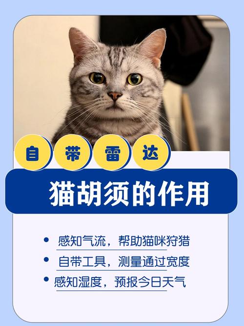 猫咪的胡须有什么作用_猫咪的胡须有什么用处-第2张图片-后鲨宠物 猫咪的胡须有什么作用_猫咪的胡须有什么用处-第2张图片-后鲨宠物