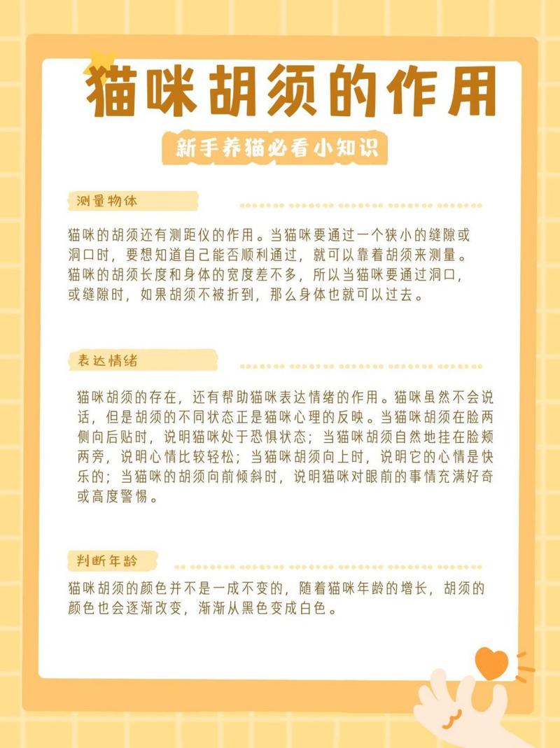 猫咪的胡须有什么作用_猫咪的胡须有什么用处-第4张图片-后鲨宠物 猫咪的胡须有什么作用_猫咪的胡须有什么用处-第4张图片-后鲨宠物