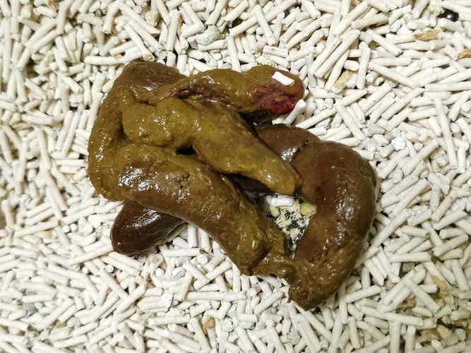 猫咪大便末端带血_猫咪大便末端带血黏液-第4张图片-后鲨宠物 猫咪大便末端带血_猫咪大便末端带血黏液-第4张图片-后鲨宠物