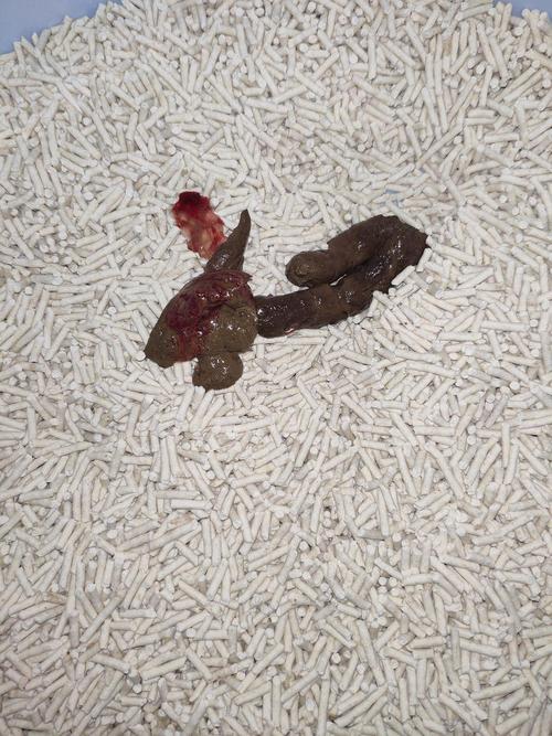 猫咪大便末端带血_猫咪大便末端带血黏液-第5张图片-后鲨宠物 猫咪大便末端带血_猫咪大便末端带血黏液-第5张图片-后鲨宠物