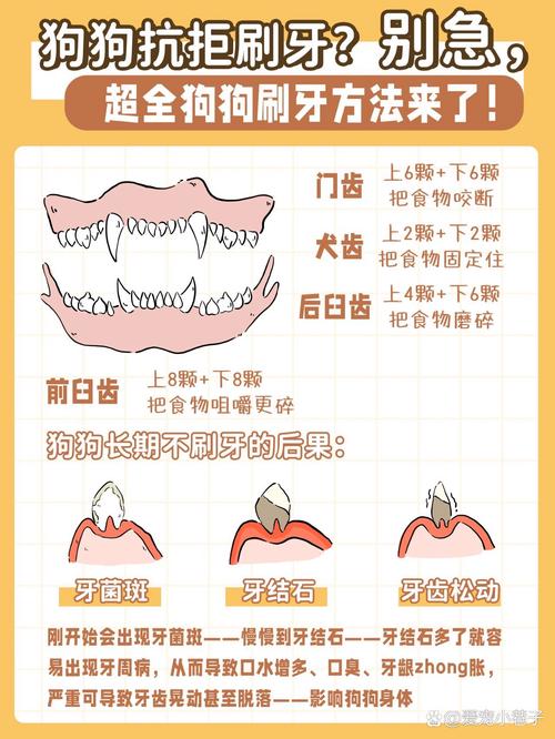 狗狗多大开始刷牙_狗狗一般多大开始刷牙-第3张图片-后鲨宠物 狗狗多大开始刷牙_狗狗一般多大开始刷牙-第3张图片-后鲨宠物