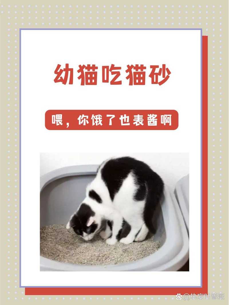  猫咪吃猫砂怎么办，猫咪吃猫砂怎么办纠正-第3张图片-后鲨宠物