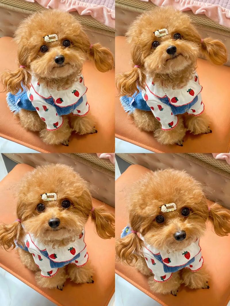 泰迪狗狗能吃鱼吗,泰迪狗狗能吃鱼吗怎么喂?-第4张图片-后鲨宠物 泰迪狗狗能吃鱼吗,泰迪狗狗能吃鱼吗怎么喂?-第4张图片-后鲨宠物