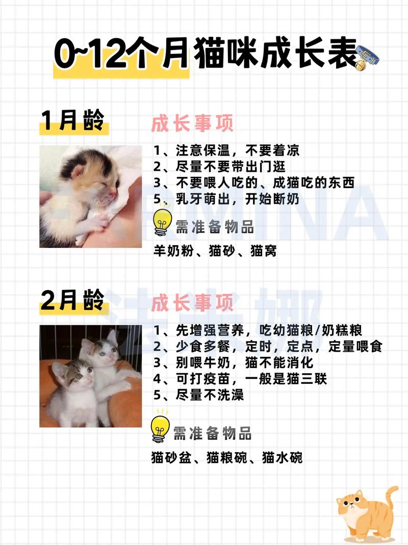 小猫咪多久长大_小猫咪多久长大能走