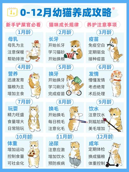 小猫咪多久长大_小猫咪多久长大能走-第4张图片-后鲨宠物