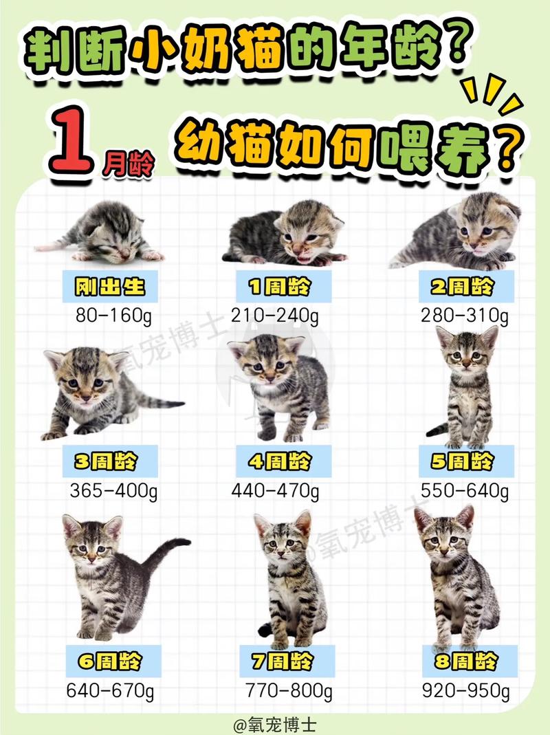 小猫咪多久长大_小猫咪多久长大能走-第6张图片-后鲨宠物