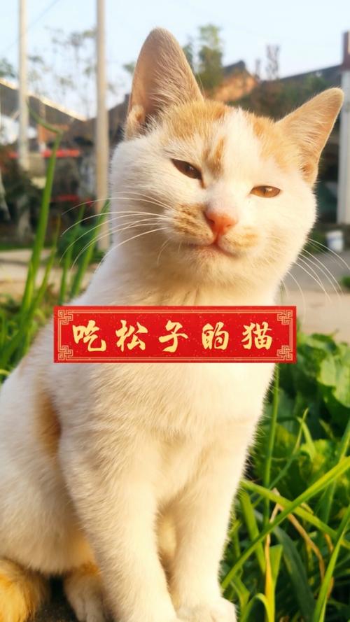 猫咪能吃松子吗_猫咪能吃松子吗有营养吗