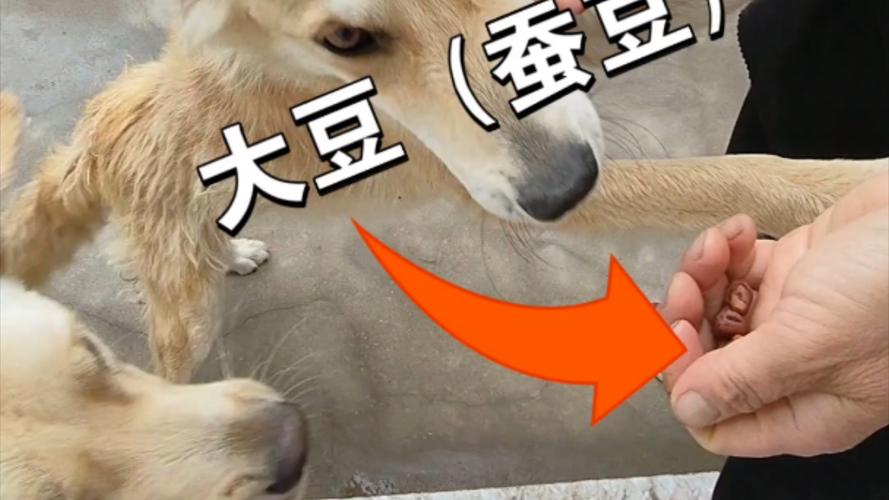 狗狗可以吃黄豆吗_狗子可以吃黄豆