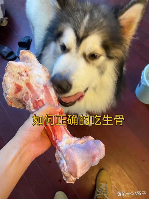 狗狗几个月可以啃骨头_狗狗几个月啃骨头合适-第2张图片-后鲨宠物 狗狗几个月可以啃骨头_狗狗几个月啃骨头合适-第2张图片-后鲨宠物