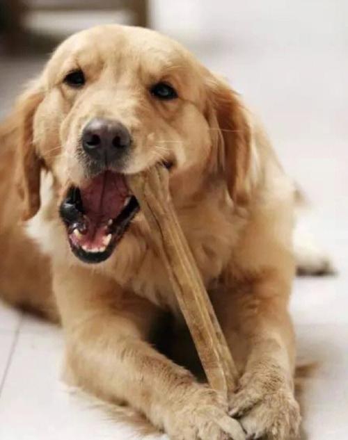 狗狗几个月可以啃骨头_狗狗几个月啃骨头合适-第3张图片-后鲨宠物 狗狗几个月可以啃骨头_狗狗几个月啃骨头合适-第3张图片-后鲨宠物