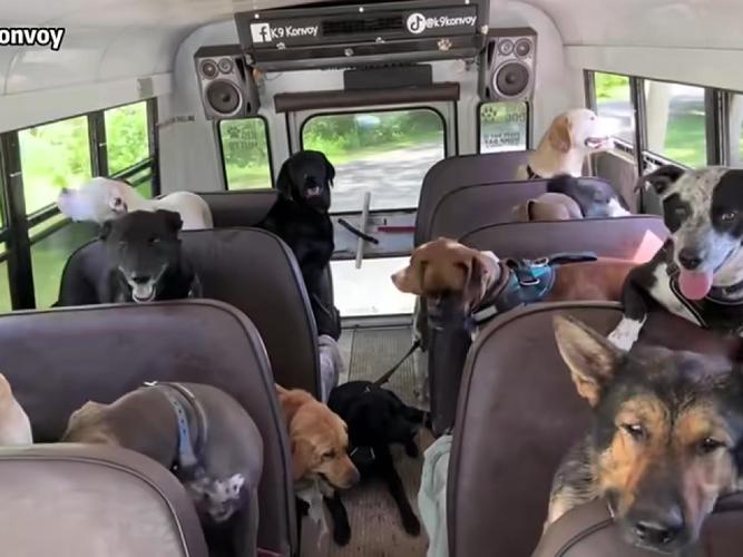 狗狗可以坐长途汽车吗,狗狗可以坐汽车嘛-第4张图片-后鲨宠物 狗狗可以坐长途汽车吗,狗狗可以坐汽车嘛-第4张图片-后鲨宠物