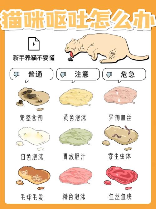 猫咪吃多了怎么办_猫咪吃多了怎么消食-第2张图片-后鲨宠物