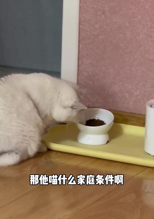 猫咪吃多了怎么办_猫咪吃多了怎么消食-第5张图片-后鲨宠物