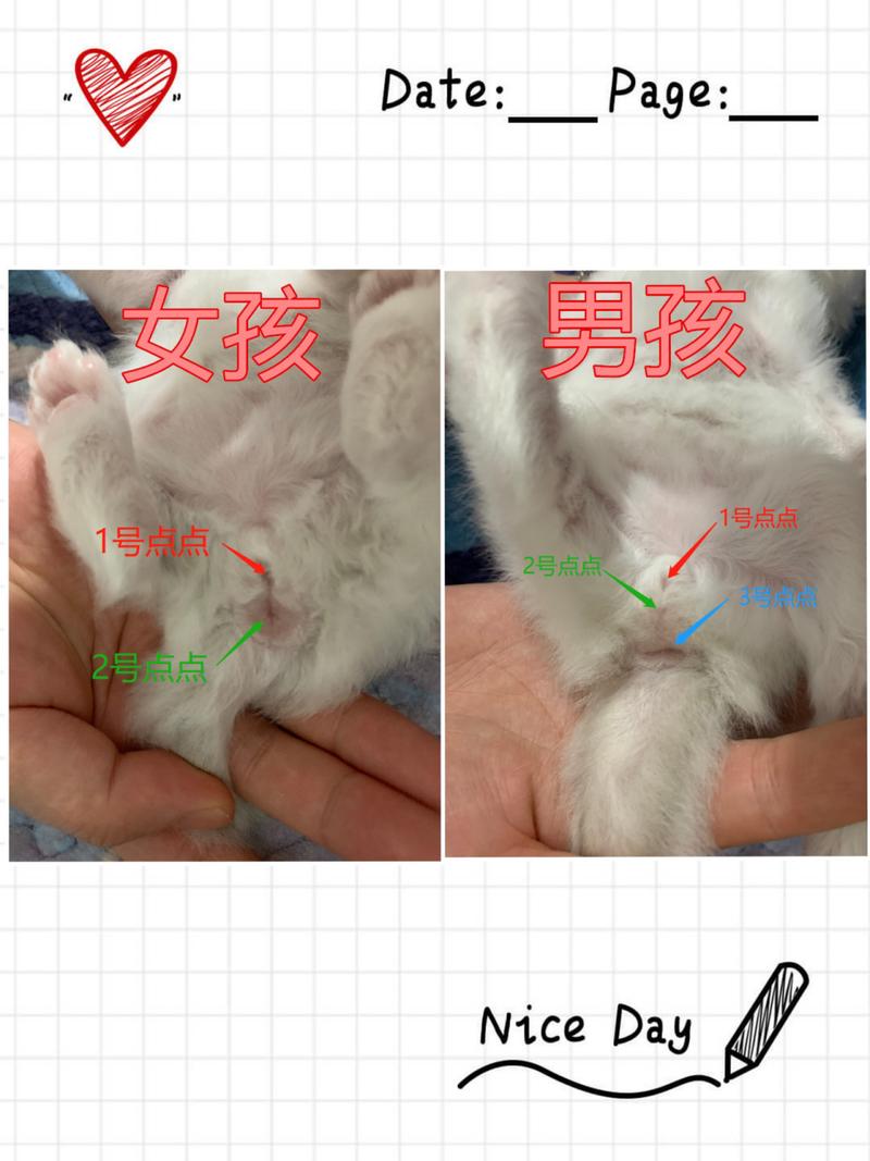 怎样分辨猫咪公母_怎么分辨猫公母