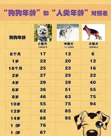 泰迪狗狗能活多少年,泰迪狗狗能活几年?-第2张图片-后鲨宠物 泰迪狗狗能活多少年,泰迪狗狗能活几年?-第2张图片-后鲨宠物