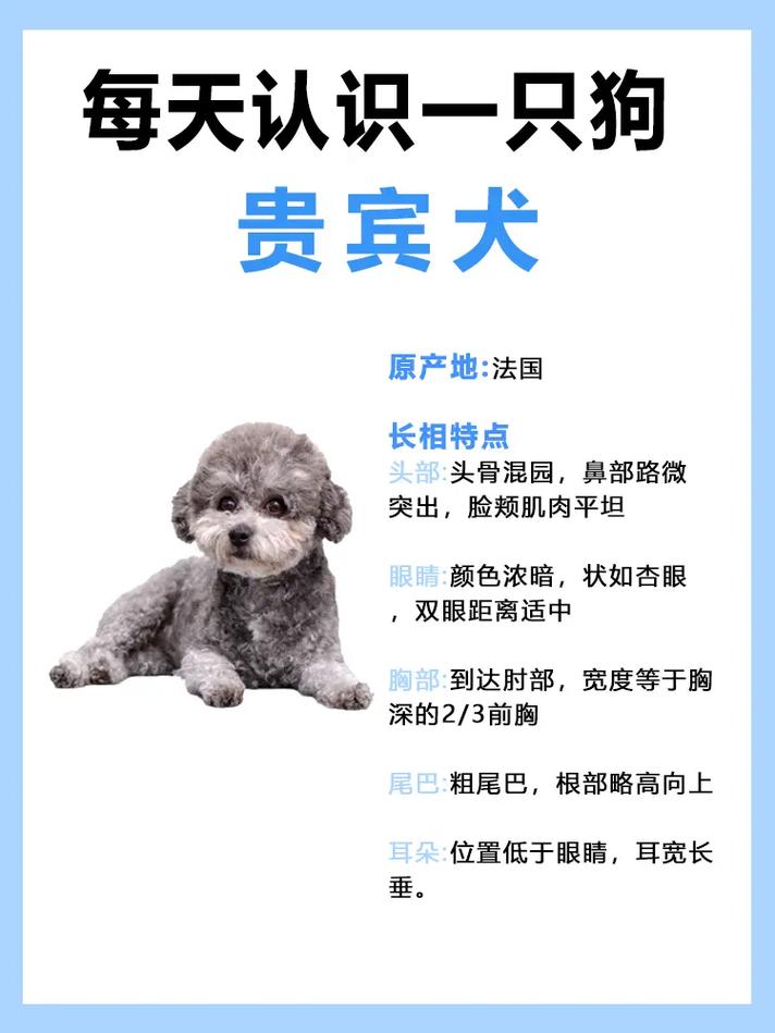 泰迪狗狗能活多少年,泰迪狗狗能活几年?-第3张图片-后鲨宠物 泰迪狗狗能活多少年,泰迪狗狗能活几年?-第3张图片-后鲨宠物