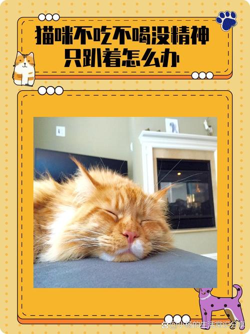 猫咪到新家不吃不喝,猫咪到新家不吃不喝不拉屎-第3张图片-后鲨宠物 猫咪到新家不吃不喝,猫咪到新家不吃不喝不拉屎-第3张图片-后鲨宠物