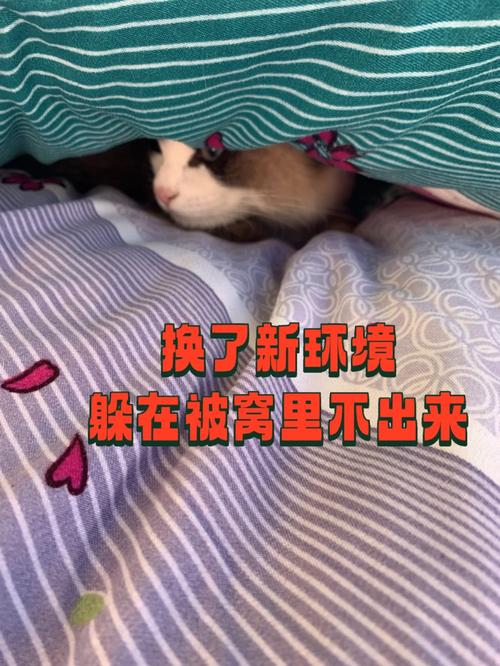 猫咪到新家不吃不喝,猫咪到新家不吃不喝不拉屎-第5张图片-后鲨宠物 猫咪到新家不吃不喝,猫咪到新家不吃不喝不拉屎-第5张图片-后鲨宠物