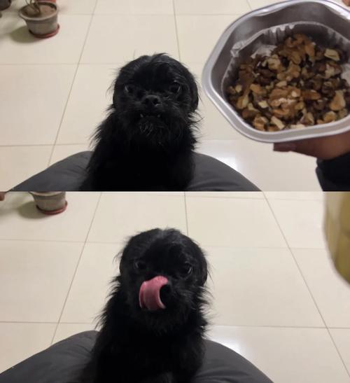 狗狗能吃核桃仁吗,狗能吃核桃仁么?-第3张图片-后鲨宠物 狗狗能吃核桃仁吗,狗能吃核桃仁么?-第3张图片-后鲨宠物