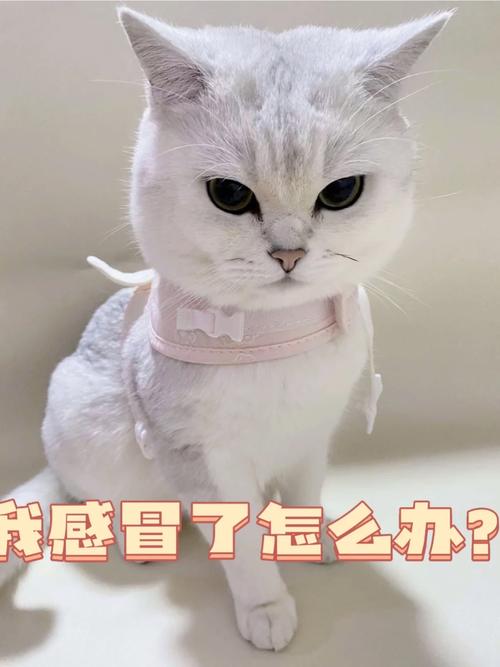 猫猫发烧怎么办,猫猫发烧了在家怎么治疗-第4张图片-后鲨宠物 猫猫发烧怎么办,猫猫发烧了在家怎么治疗-第4张图片-后鲨宠物