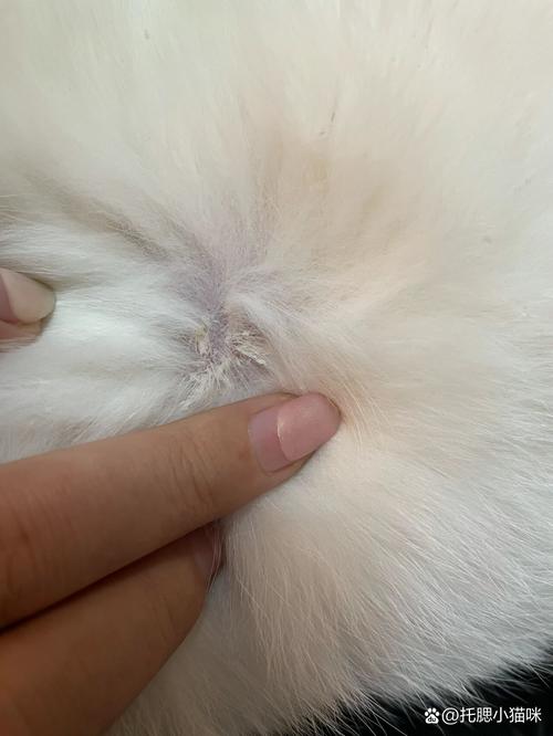 猫咪脖子上有疙瘩结痂_猫咪脖子上有疙瘩结痂不掉毛-第4张图片-后鲨宠物 猫咪脖子上有疙瘩结痂_猫咪脖子上有疙瘩结痂不掉毛-第4张图片-后鲨宠物