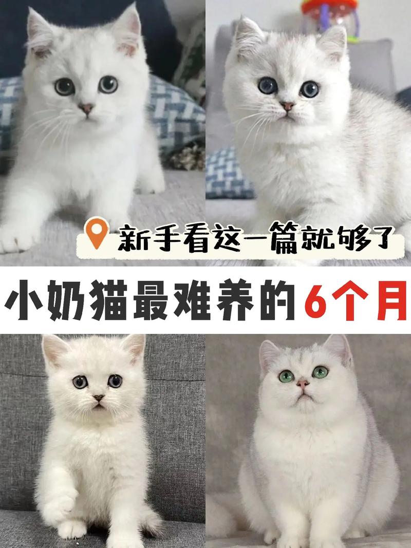 一个月的猫咪怎么喂养_一个多月的幼猫该如何喂养-第5张图片-后鲨宠物