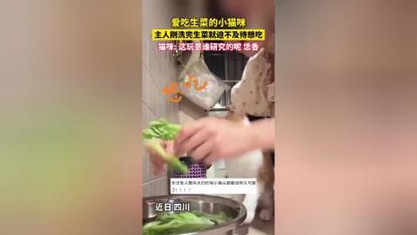  猫咪能吃生菜吗，宠物猫可以吃生菜吗